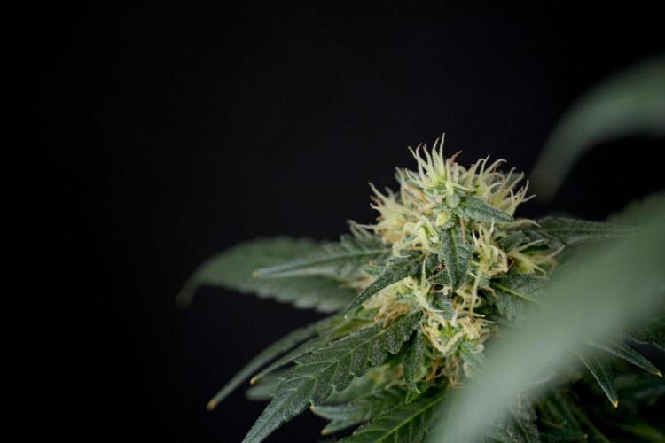 Pheno B Blueberry  Muffin by Zamnesia. Week 13 - Pheno B Blueberry Muffin 