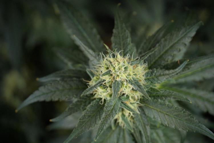 Pheno B Blueberry  Muffin by Zamnesia. Week 13 - Pheno B Blueberry Muffin 