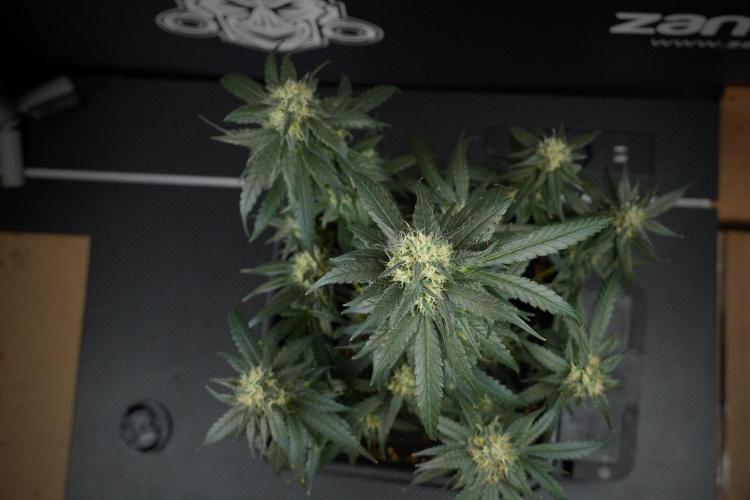 Pheno B Blueberry  Muffin by Zamnesia. Week 13 - Pheno B Blueberry Muffin 