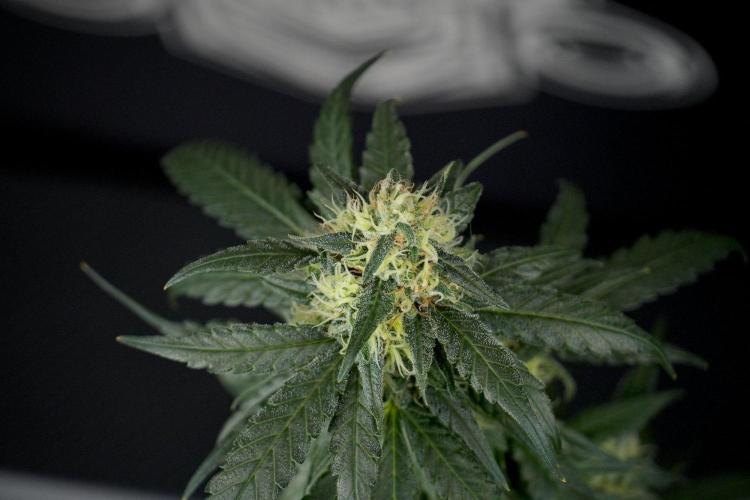 Pheno B Blueberry  Muffin by Zamnesia. Week 13 - Pheno B Blueberry Muffin 