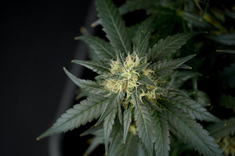 Pheno B Blueberry  Muffin by Zamnesia. Week 13 - Pheno B Blueberry Muffin 