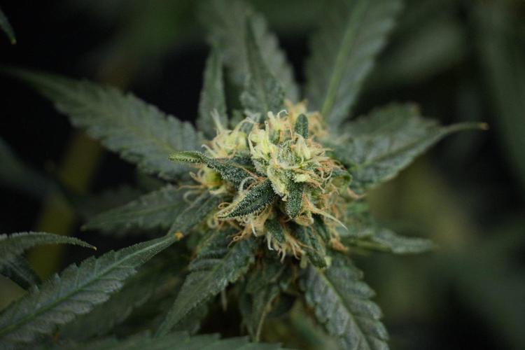 Pheno B Blueberry  Muffin by Zamnesia. Week 13 - Pheno B Blueberry Muffin 