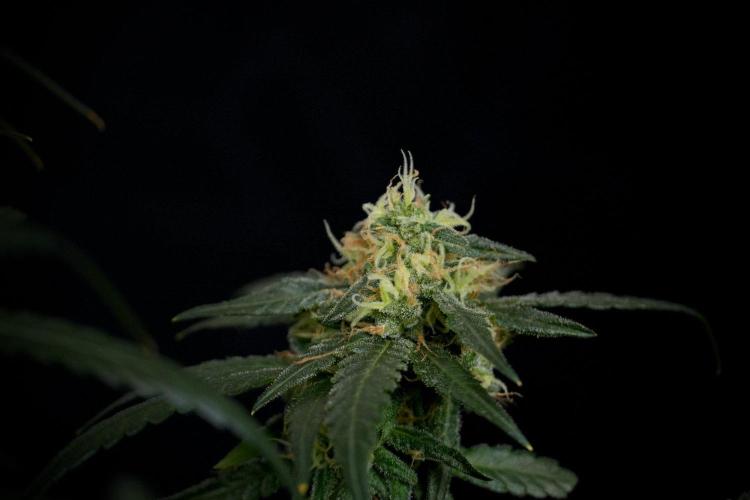 Pheno B Blueberry  Muffin by Zamnesia. Week 13 - Pheno B Blueberry Muffin 