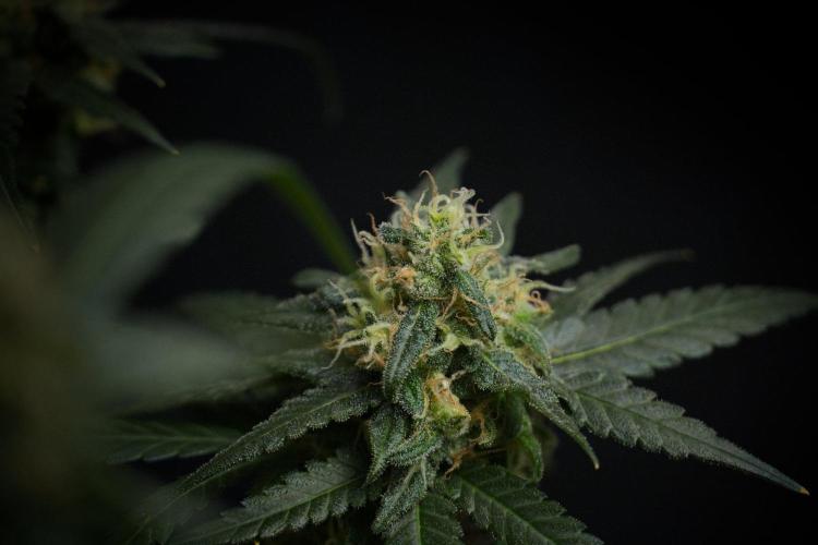 Pheno B Blueberry  Muffin by Zamnesia. Week 13 - Pheno B Blueberry Muffin 