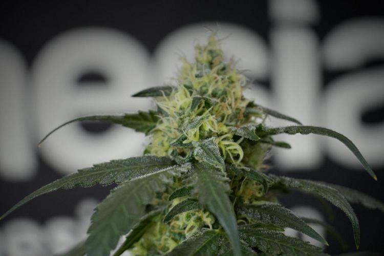 Pheno B Blueberry  Muffin by Zamnesia. Week 13 - Pheno B Blueberry Muffin 