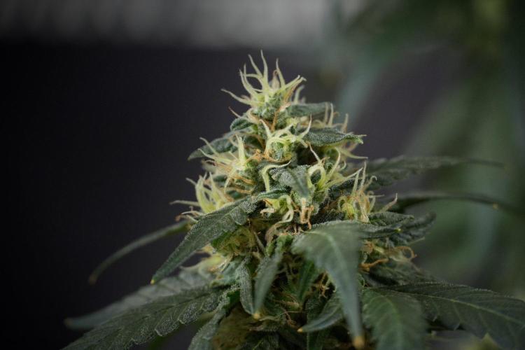 Pheno B Blueberry  Muffin by Zamnesia. Week 13 - Pheno B Blueberry Muffin 