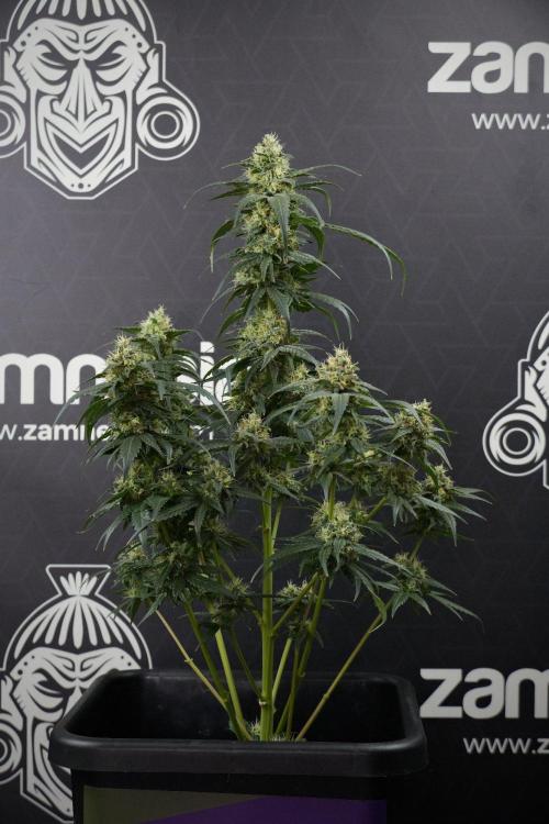 Pheno B Blueberry  Muffin by Zamnesia. Week 13 - Pheno B Blueberry Muffin 