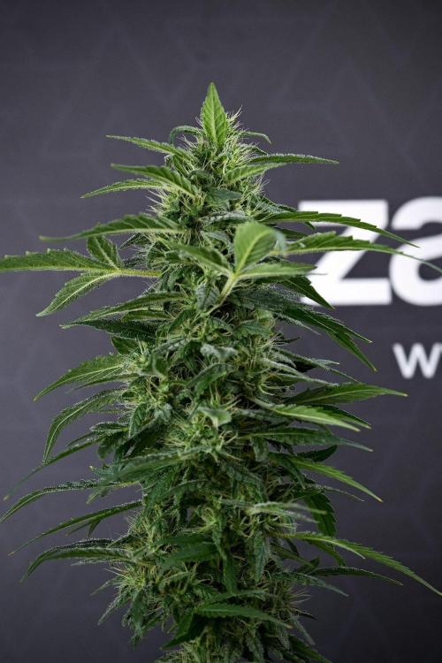 Blueberry  Muffin by Zamnesia Pheno A. Week 13 - 19 photos merged and stacked