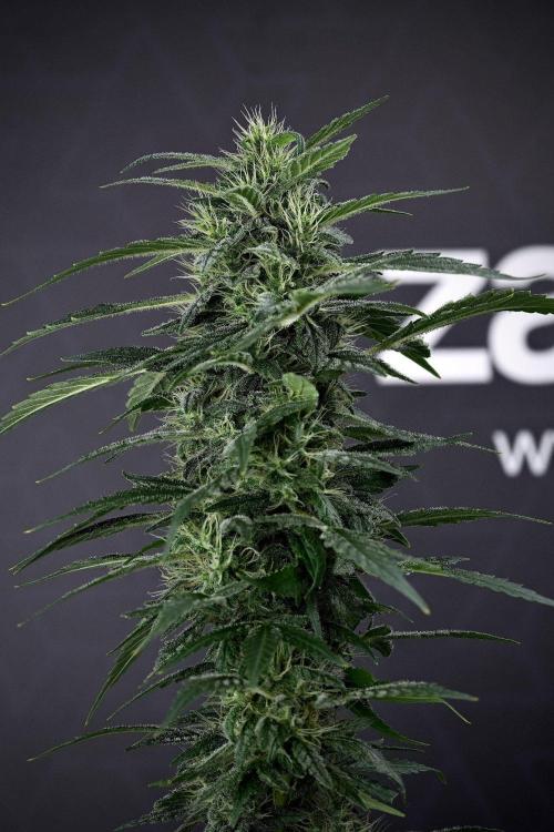 Blueberry  Muffin by Zamnesia Pheno A. Week 13 - 25 photos merged and stacked