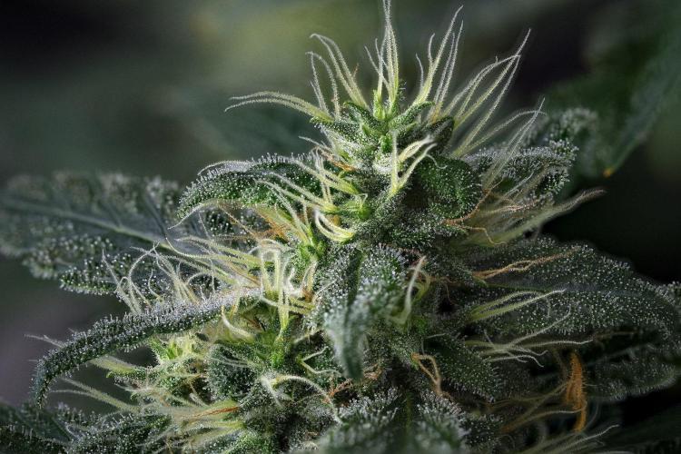 Blueberry  Muffin by Zamnesia Pheno A. Week 13 - 174 photos merged and stacked