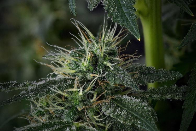 Blueberry  Muffin by Zamnesia Pheno A. Week 13 - 188 photos merged and stacked