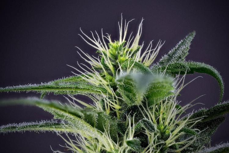 Blueberry  Muffin by Zamnesia Pheno A. Week 13 - 299 photos merged and stacked