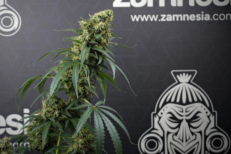 Pheno B Cash Express By Zamnesia. Week 13 - Pheno B Cash Express