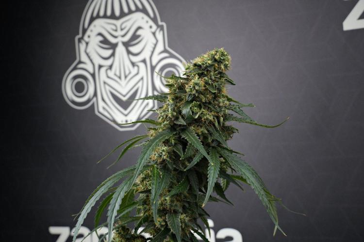Pheno B Cash Express By Zamnesia. Week 13 - Pheno B Cash Express