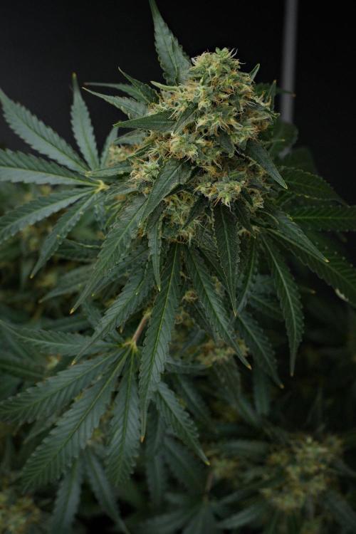 Pheno B Cash Express By Zamnesia. Week 13 - Pheno B Cash Express