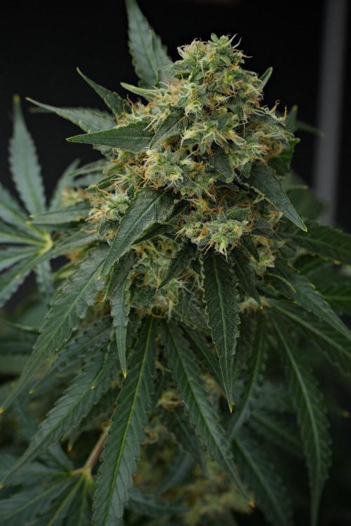 Pheno B Cash Express By Zamnesia. Week 13 - Pheno B Cash Express