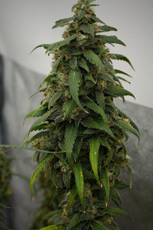 Chem Brulee By Zamnesia Pheno A. Week 13 - Chem Brulee Pheno A