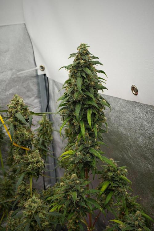 Chem Brulee By Zamnesia Pheno A. Week 13 - Chem Brulee Pheno A