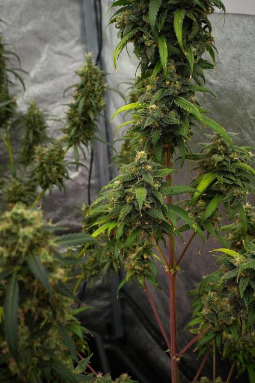 Chem Brulee By Zamnesia Pheno A. Week 13 - Chem Brulee Pheno A