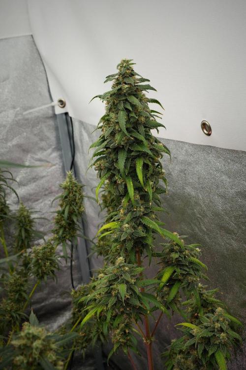 Chem Brulee By Zamnesia Pheno A. Week 13 - Chem Brulee Pheno A