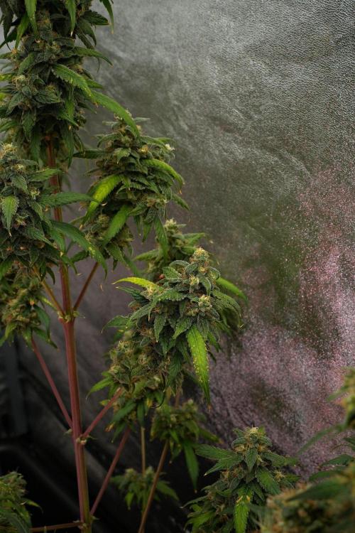 Chem Brulee By Zamnesia Pheno A. Week 13 - Chem Brulee Pheno A