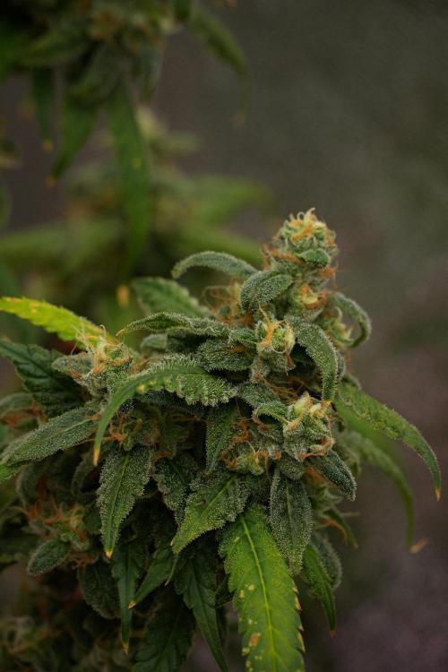 Chem Brulee By Zamnesia Pheno A. Week 13 - Chem Brulee Pheno A