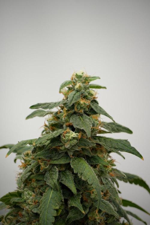 Chem Brulee By Zamnesia Pheno A. Week 13 - Chem Brulee Pheno A