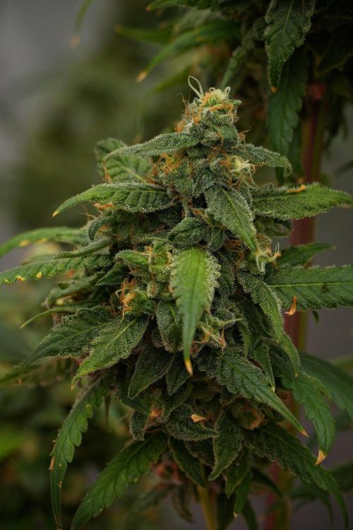 Chem Brulee By Zamnesia Pheno A. Week 13 - Chem Brulee Pheno A