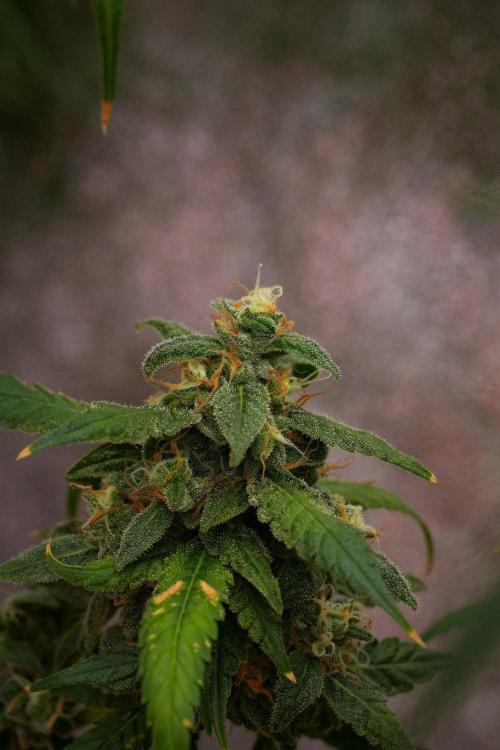 Chem Brulee By Zamnesia Pheno A. Week 13 - Chem Brulee Pheno A