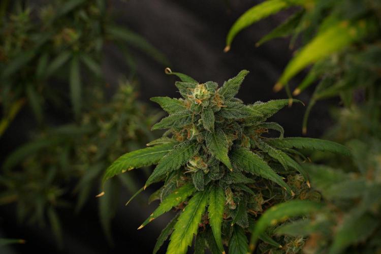 Chem Brulee By Zamnesia Pheno A. Week 13 - Chem Brulee Pheno A