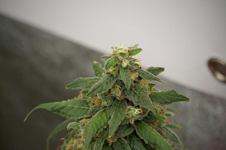 Chem Brulee By Zamnesia Pheno A. Week 13 - Chem Brulee Pheno A