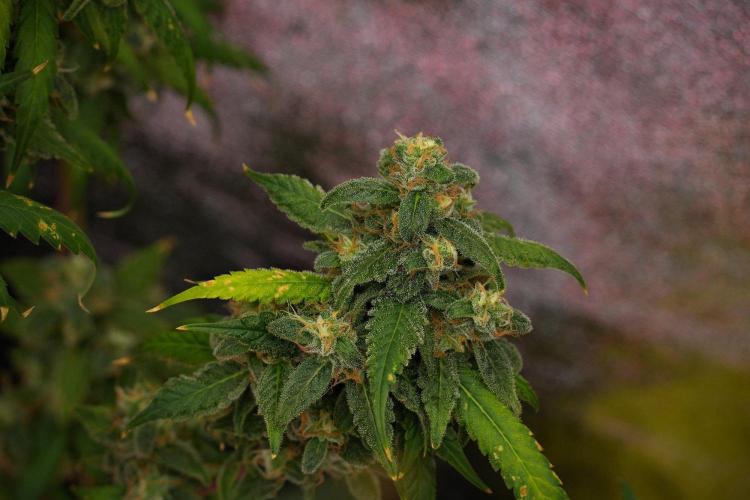 Chem Brulee By Zamnesia Pheno A. Week 13 - Chem Brulee Pheno A