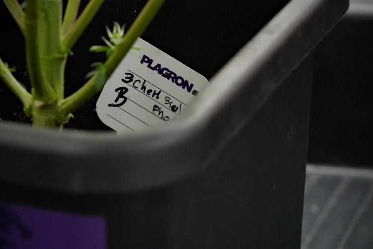 Pheno B Chem Brulee By Zamnesia. Week 13 - Pheno B Chem Brulee