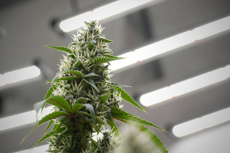 Pheno B Chem Brulee By Zamnesia. Week 13 - Pheno B Chem Brulee