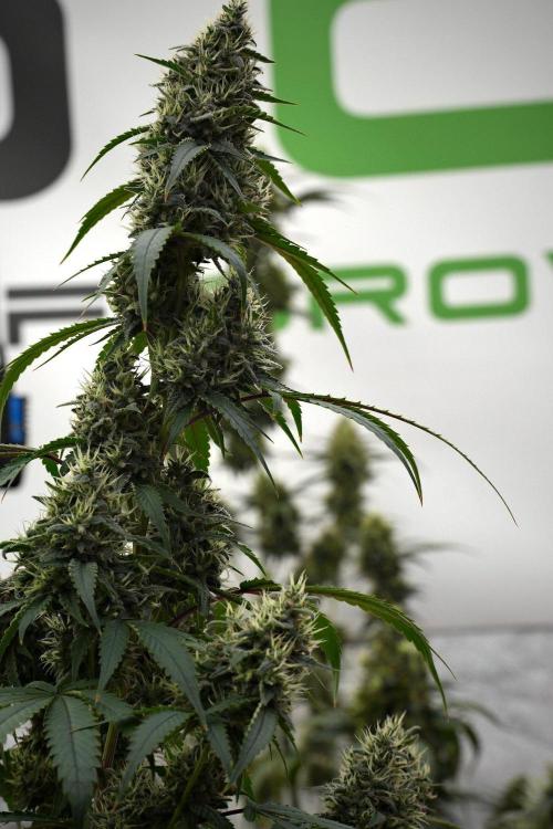 Pheno B Chem Brulee By Zamnesia. Week 13 - Pheno B Chem Brulee