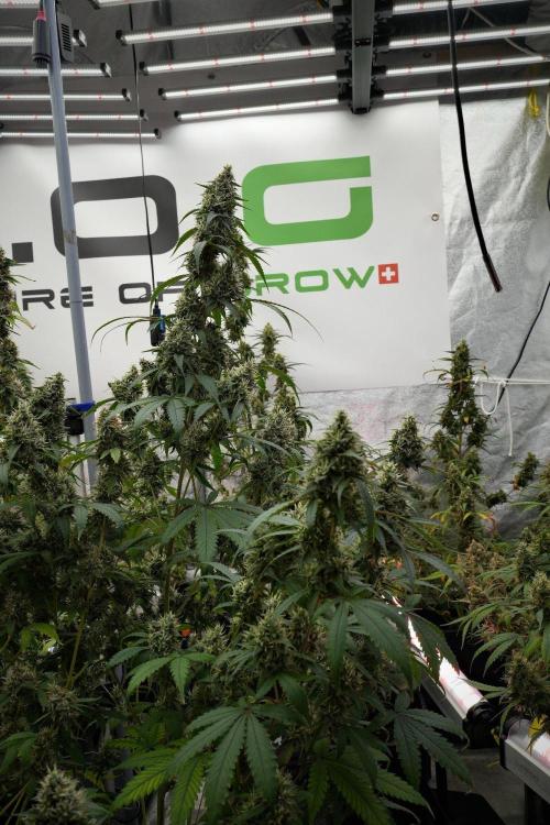 Pheno B Chem Brulee By Zamnesia. Week 13 - Pheno B Chem Brulee