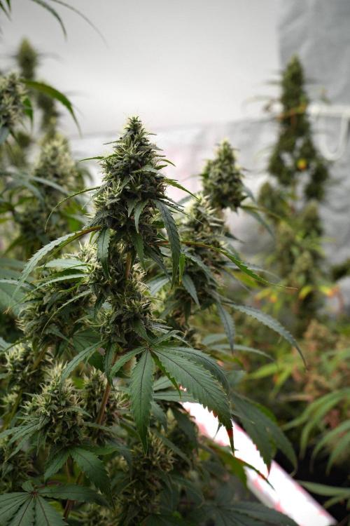 Pheno B Chem Brulee By Zamnesia. Week 13 - Pheno B Chem Brulee