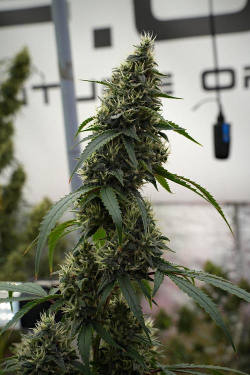Pheno B Chem Brulee By Zamnesia. Week 13 - Pheno B Chem Brulee