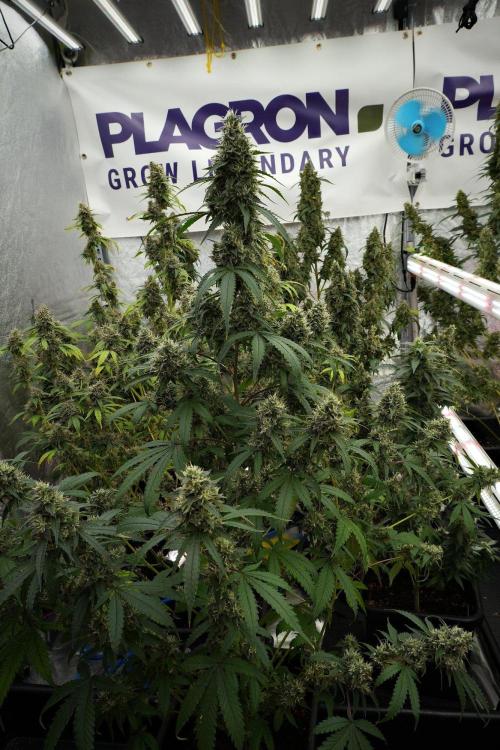 Pheno B Chem Brulee By Zamnesia. Week 13 - Pheno B Chem Brulee
