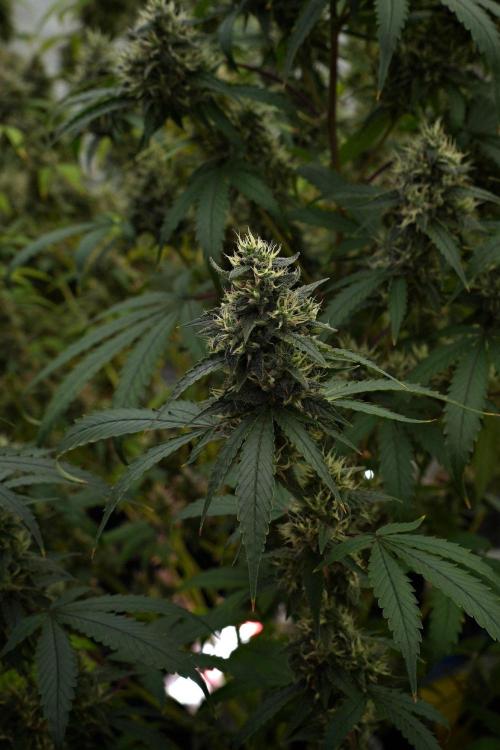 Pheno B Chem Brulee By Zamnesia. Week 13 - Pheno B Chem Brulee