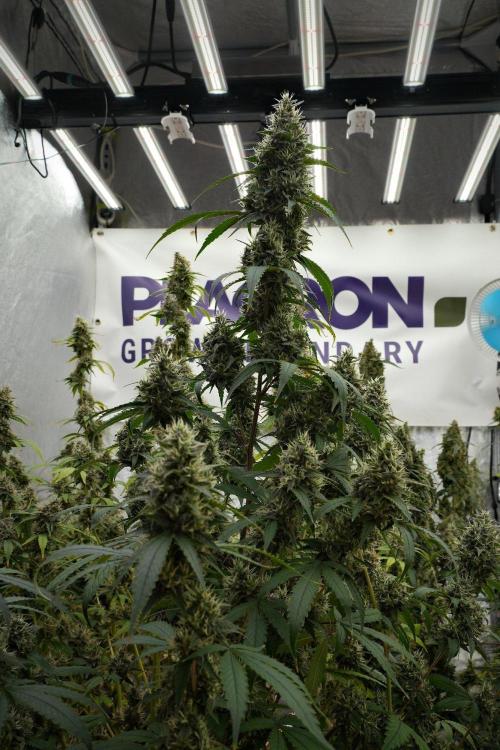 Pheno B Chem Brulee By Zamnesia. Week 13 - Pheno B Chem Brulee