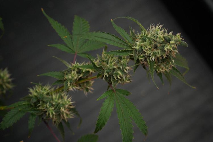 Pheno B Chem Brulee By Zamnesia. Week 13 - Pheno B Chem Brulee
