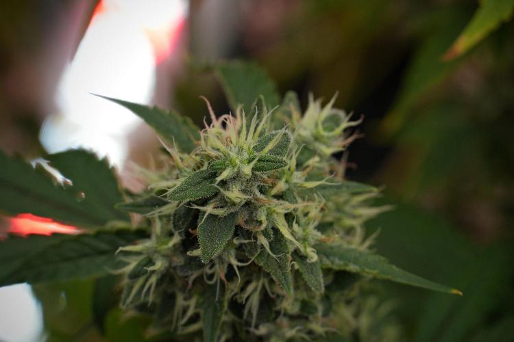 Pheno B Chem Brulee By Zamnesia. Week 13 - Pheno B Chem Brulee