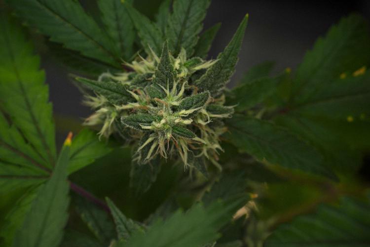 Pheno B Chem Brulee By Zamnesia. Week 13 - Pheno B Chem Brulee
