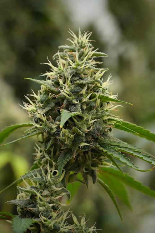Pheno B Chem Brulee By Zamnesia. Week 13 - Pheno B Chem Brulee