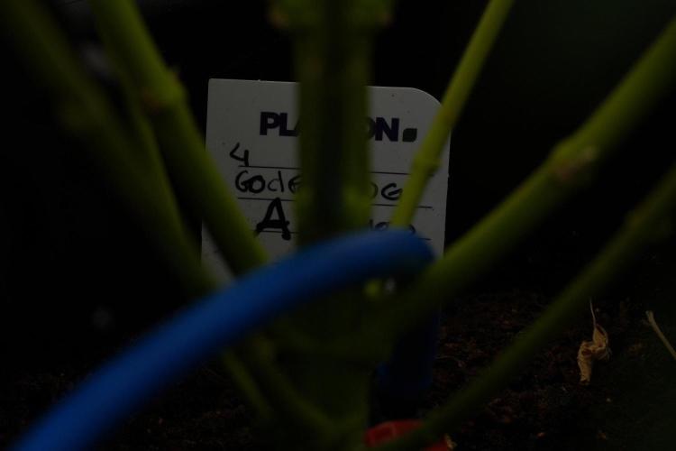 God father OG By Zamnesia Pheno A. Week 13 - God father OG Pheno A