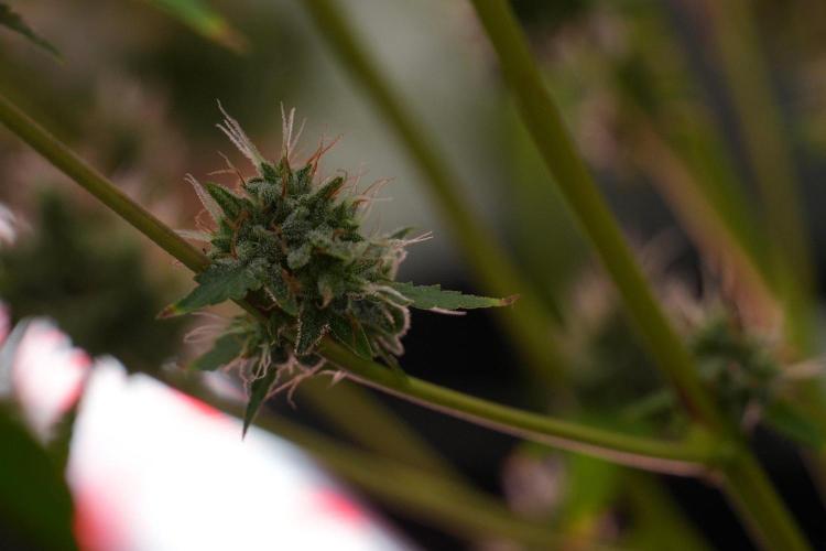 God father OG By Zamnesia Pheno A. Week 13 - God father OG Pheno A