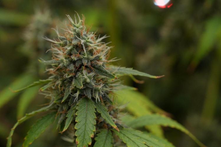 God father OG By Zamnesia Pheno A. Week 13 - God father OG Pheno A
