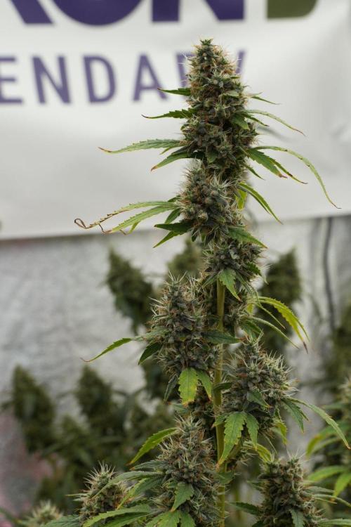 God father OG By Zamnesia Pheno A. Week 13 - God father OG Pheno A