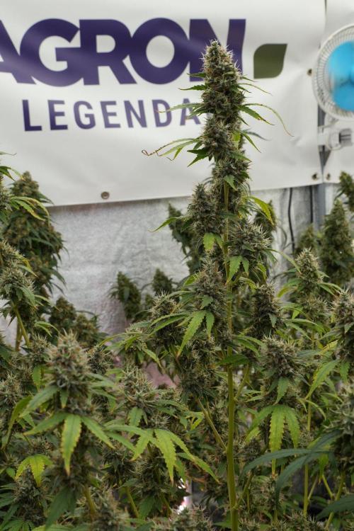 God father OG By Zamnesia Pheno A. Week 13 - God father OG Pheno A